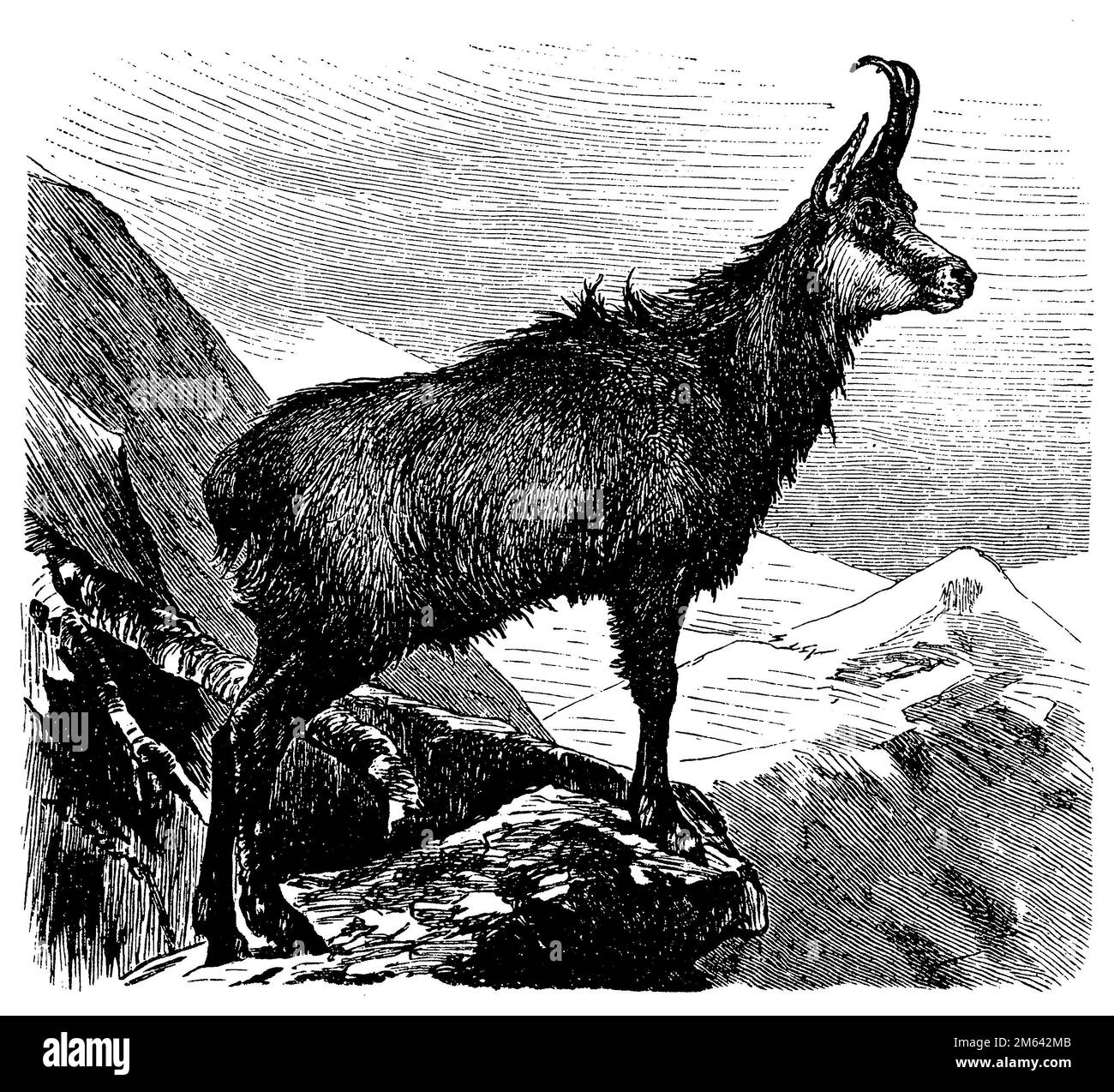 Balkan chamois hires stock photography and images Alamy