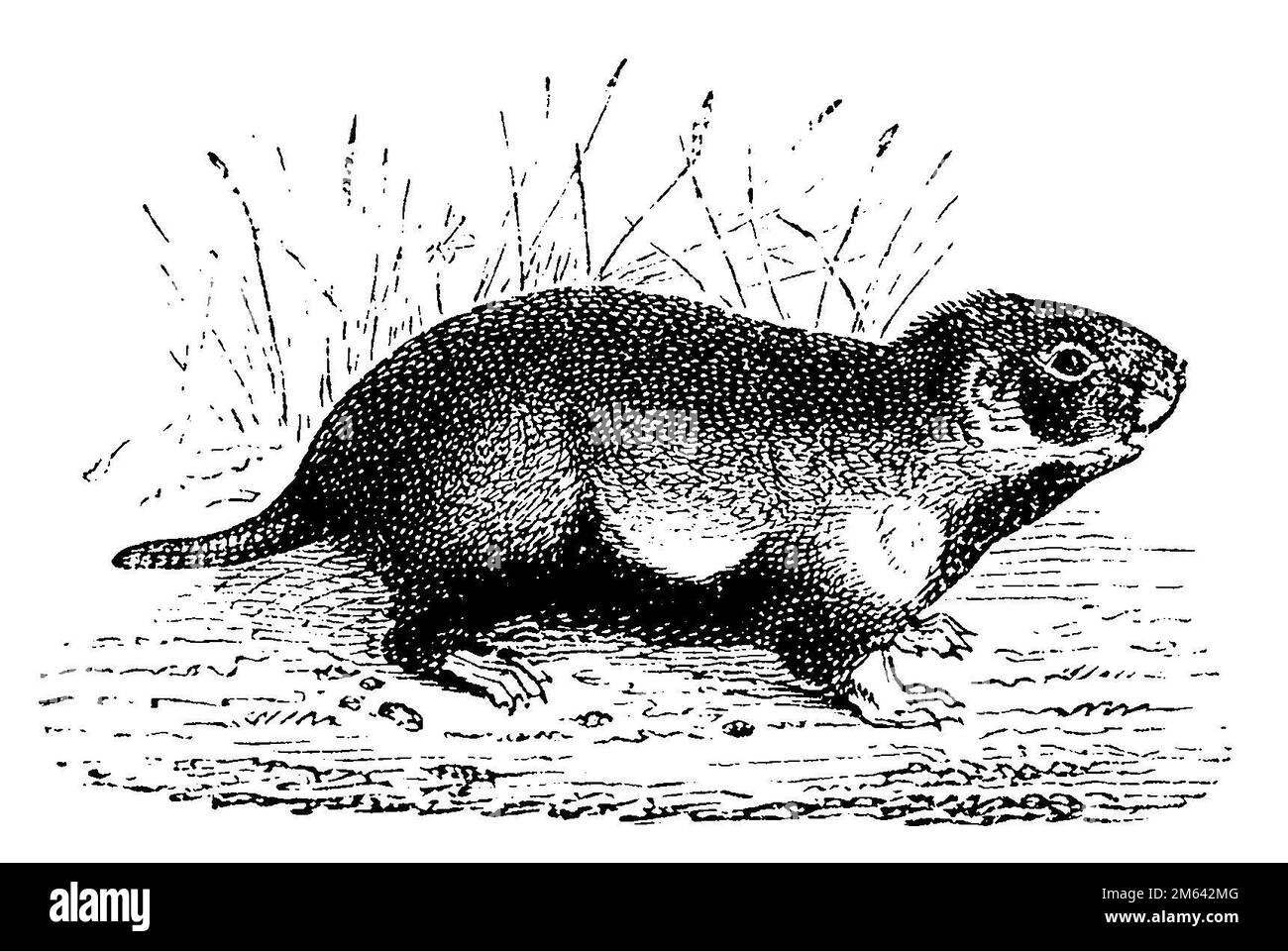 European hamster, Cricetus cricetus,  (picture book, 1881), Feldhamster, Hamster d'Europe Stock Photo