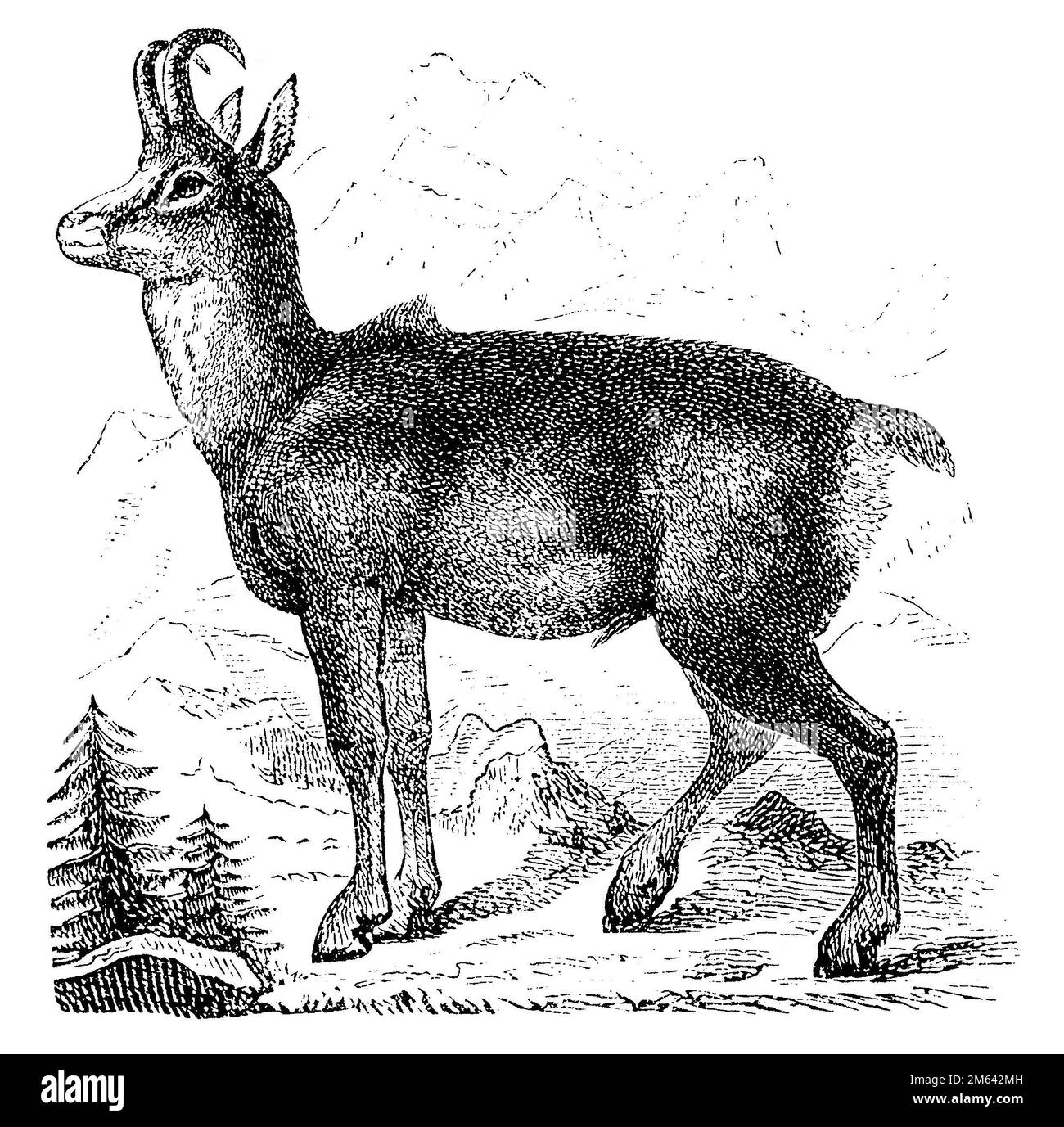 chamois, Rupicapra rupicapra,  (picture book, 1881), Gämse, chamois Stock Photo