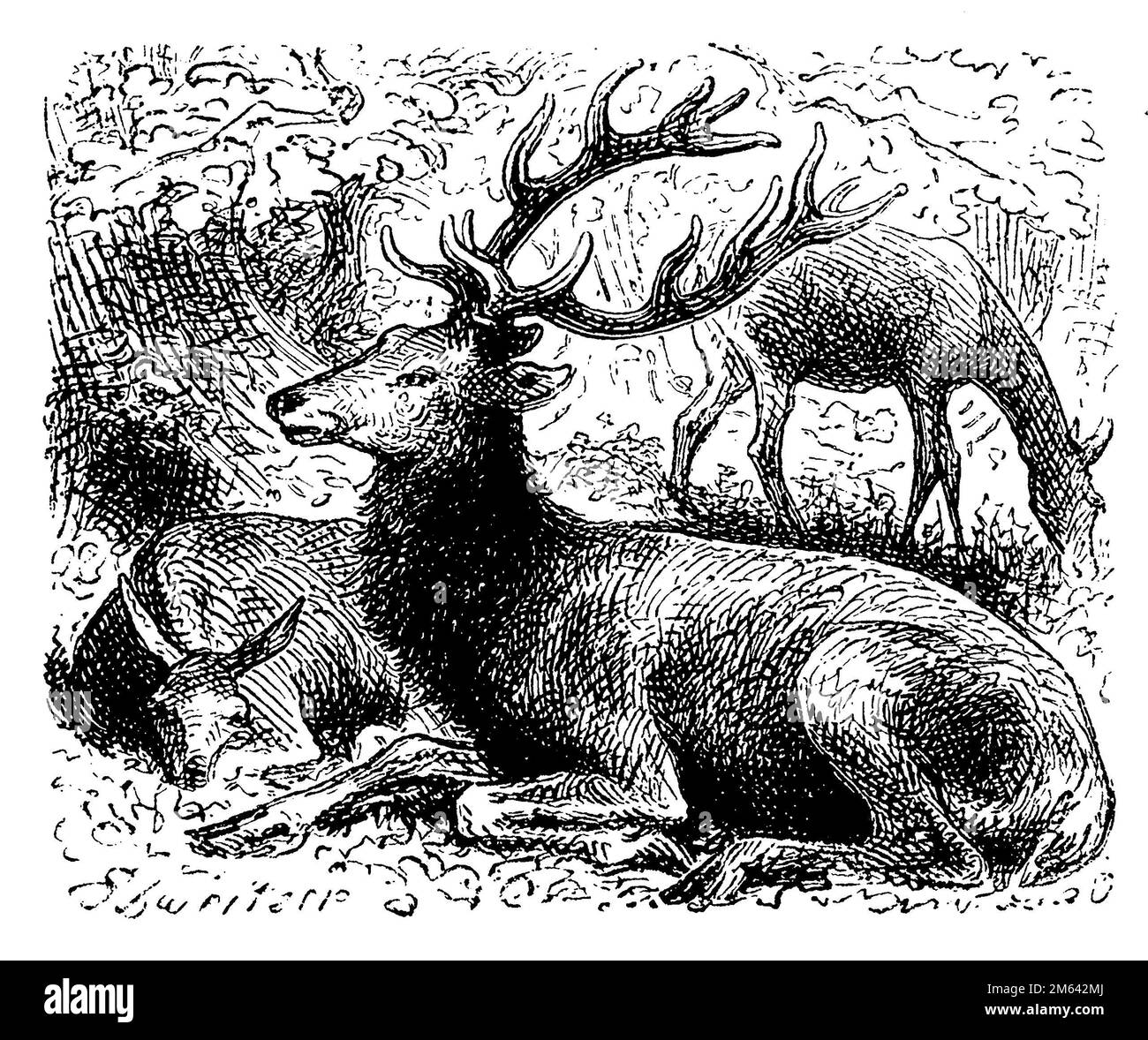 Red Deer, Cervus elaphus,  (picture book, 1881), Rothirsch, cerf élaphe Stock Photo