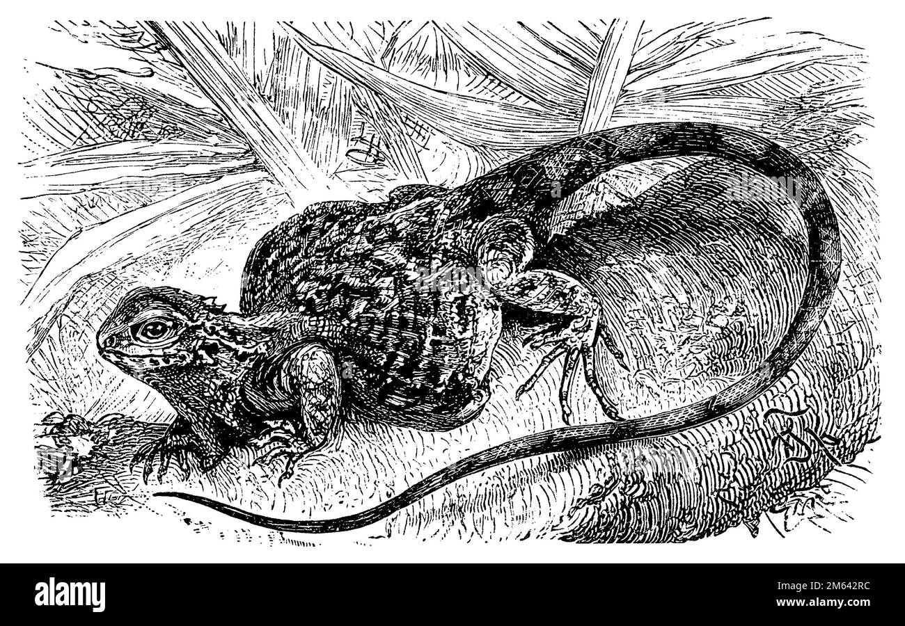 Common flying dragon; Flying dragon, Draco volans, Friedrich Specht (encyclopedia, 1898), Gemeiner Flugdrache; Flugdrache, Dragon volant Stock Photo