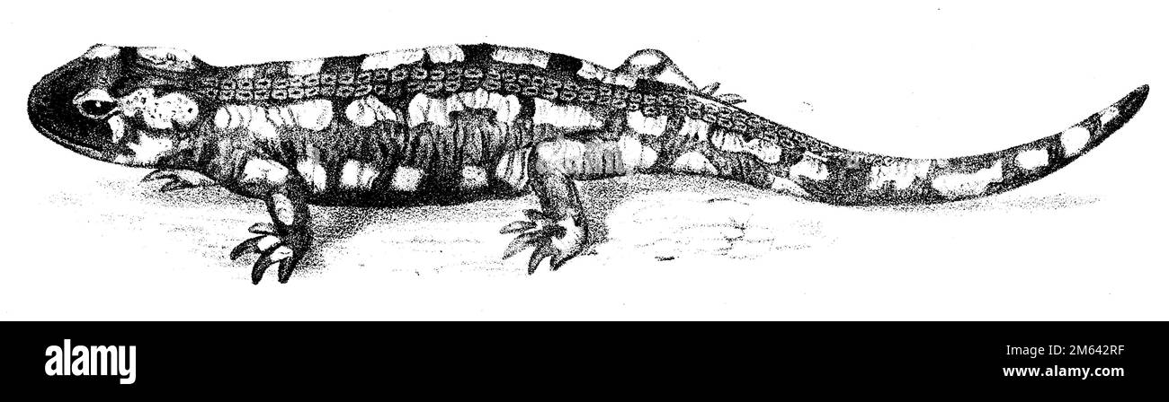 Vintage Fire Salamander Drawing - Black and White Drawing from 1856