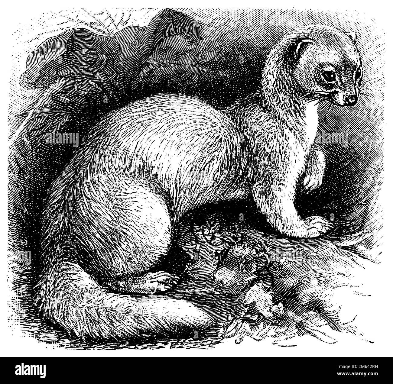 sable, Martes zibellina, (encyclopedia, 1898), Zobel, Zibeline Stock