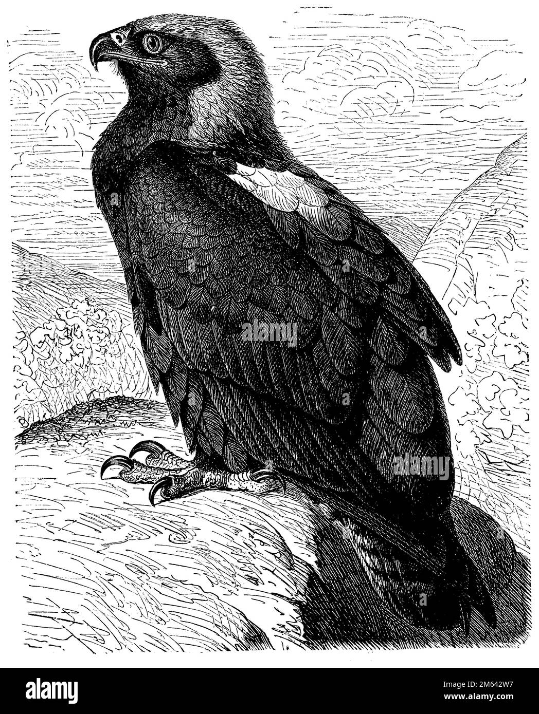 Académie Aigles du Congo (@ac_lesaiglesducongo) · Kinshasa, image size:1048x1390