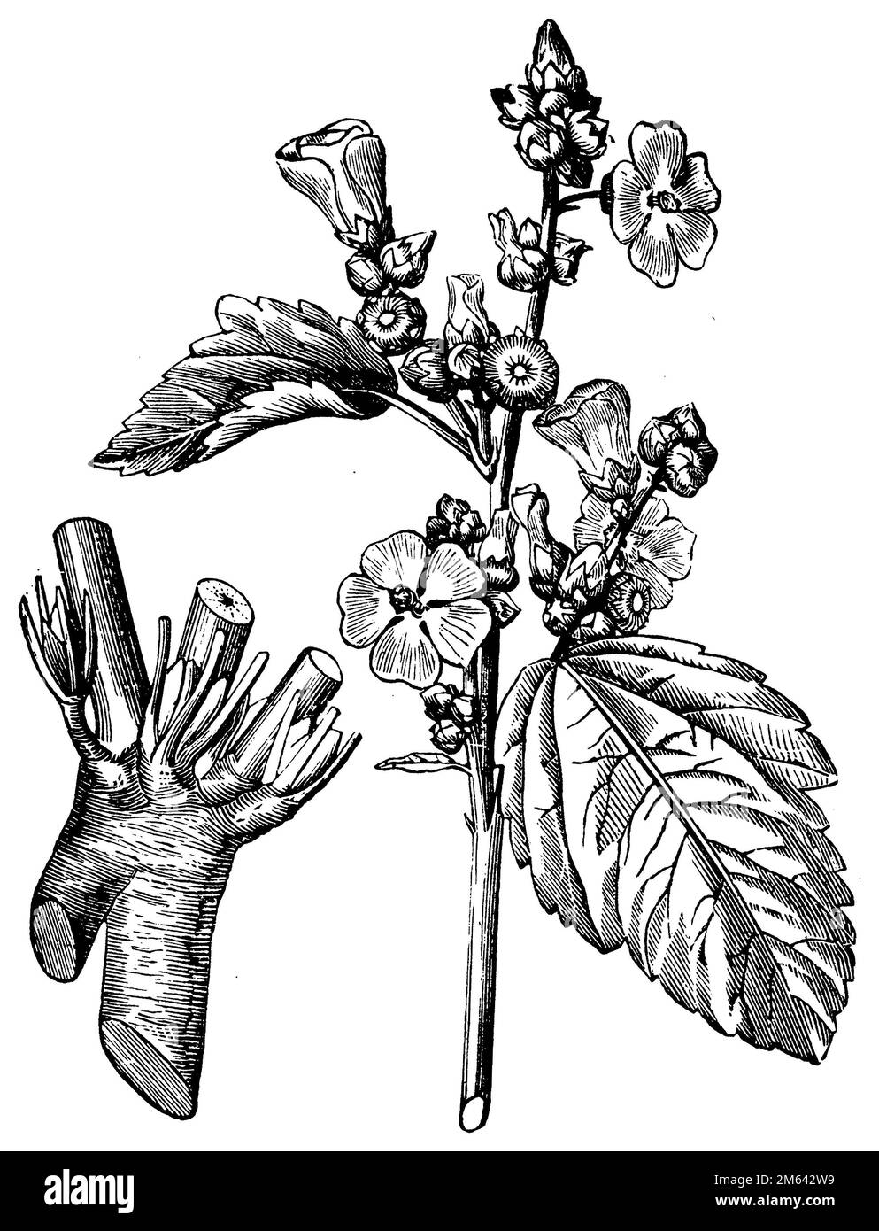 common marshmallow, Althaea officinalis,  (encyclopedia, 1900), Echter Eibisch, Guimauve officinale Stock Photo