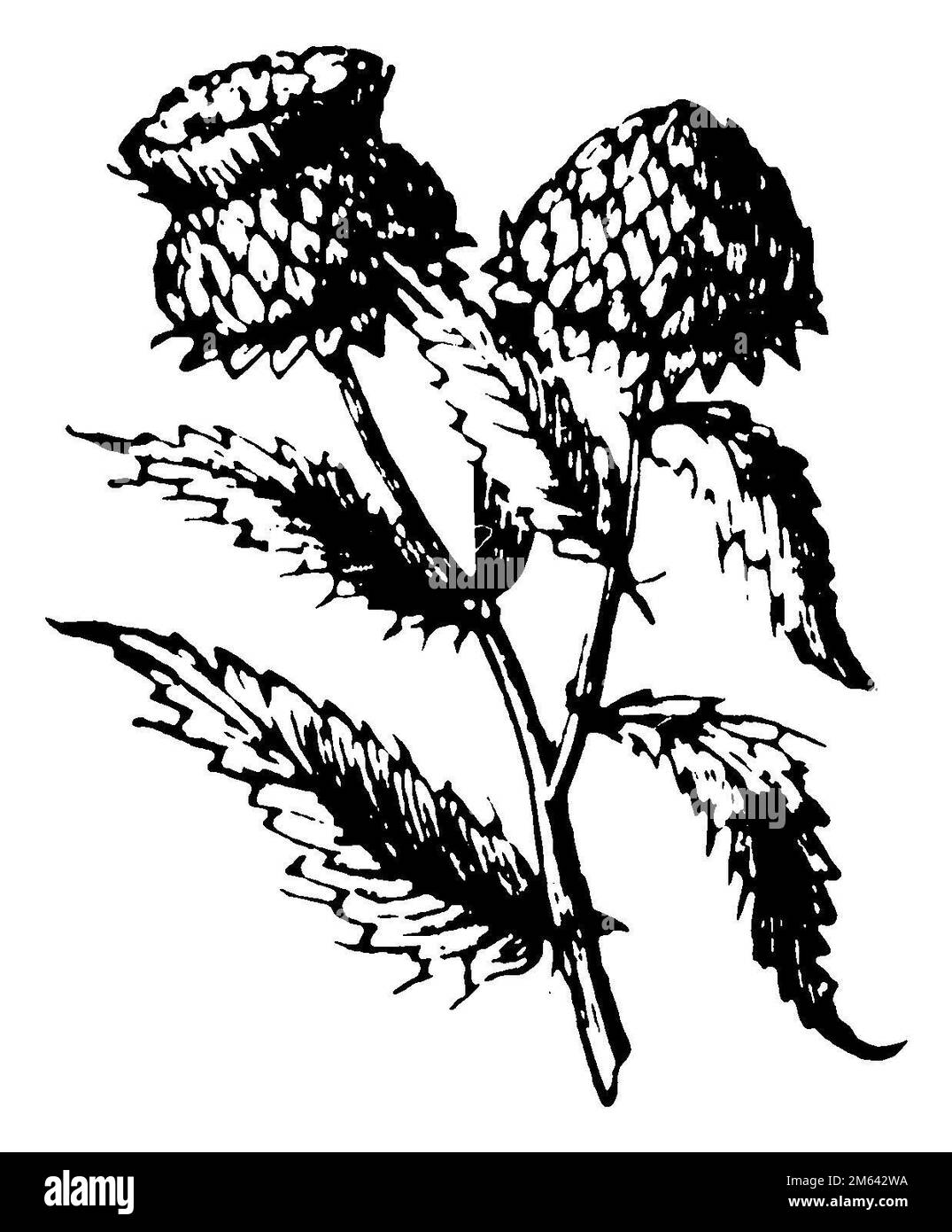 artichoke, Cynara cardunculus var. scolymus,  (encyclopedia, 1900), Artischocke, artichaut Stock Photo