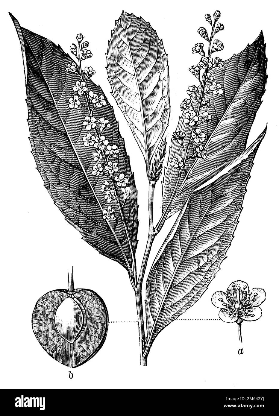 Prunus laurocerasus, Prunus laurocerasus,  (encyclopedia, 1898), Lorbeerkirsche, Laurier-cerise Stock Photo