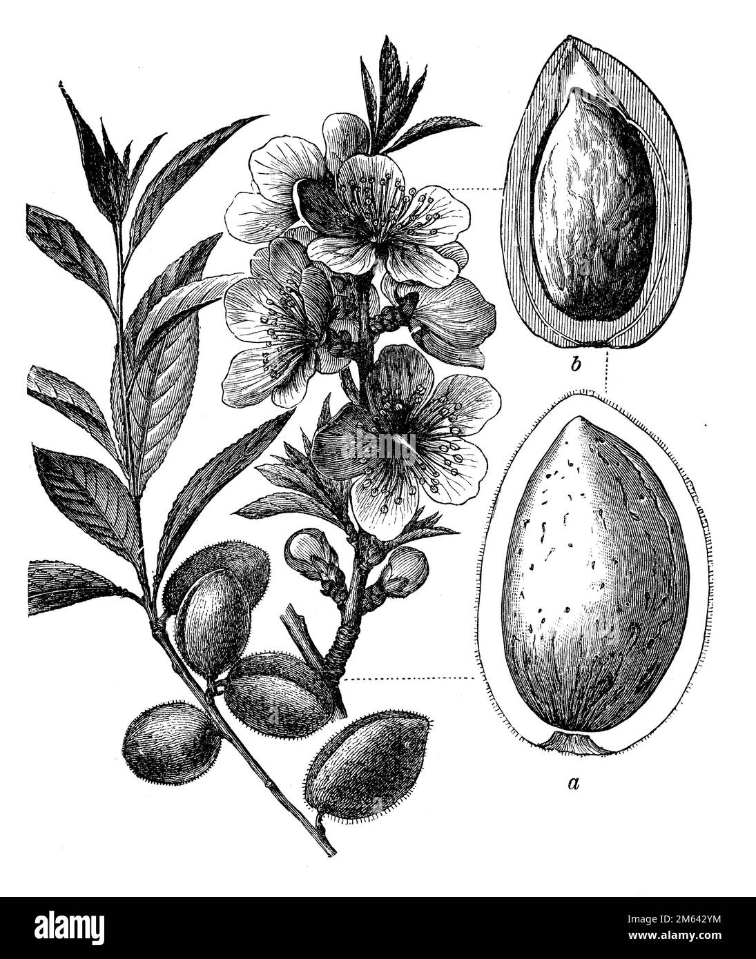 almond tree, Prunus dulcis Syn. Prunus amygdalus, (encyclopedia, 1898