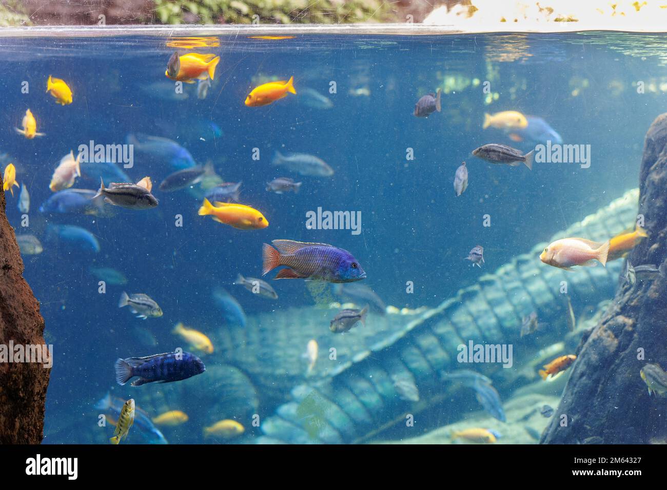 Crocodile in an aquarium in dark blue water. Stock Photo by  ©DzmitRock87@gmail.com 151114800