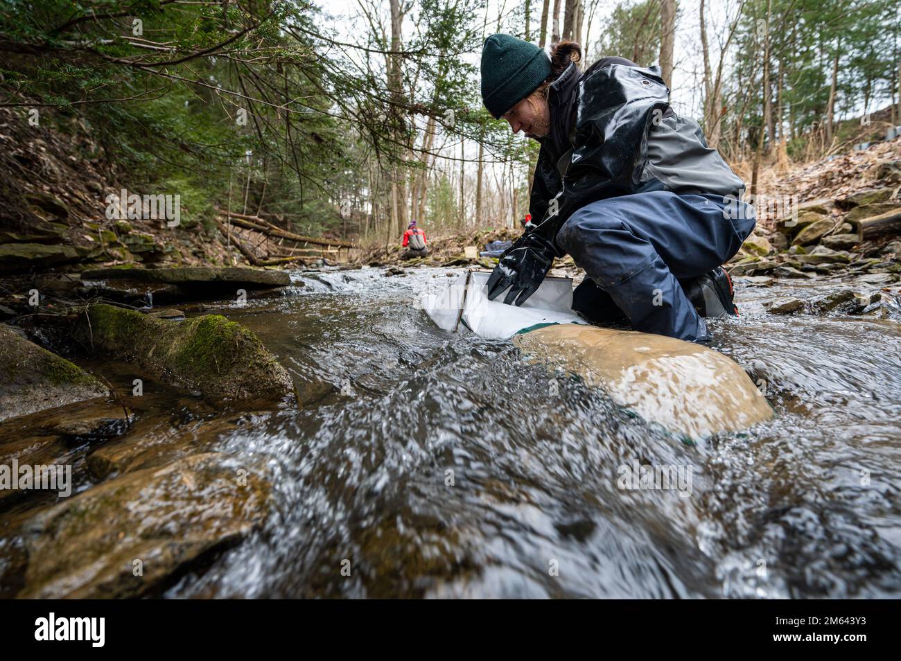 Destinee Davis, a biologist with the water quality team for the U.S. Army Corps of Engineers Pittsburgh District, collects water samples and surveys macroinvertebrates in a tributary flowing into Crooked Creek Lake located near Ford City, Pennsylvania, March 30, 2022. The water quality team collects samples around the various reservoirs belonging to the Pittsburgh District every spring to determine the water quality in the region. Stock Photo