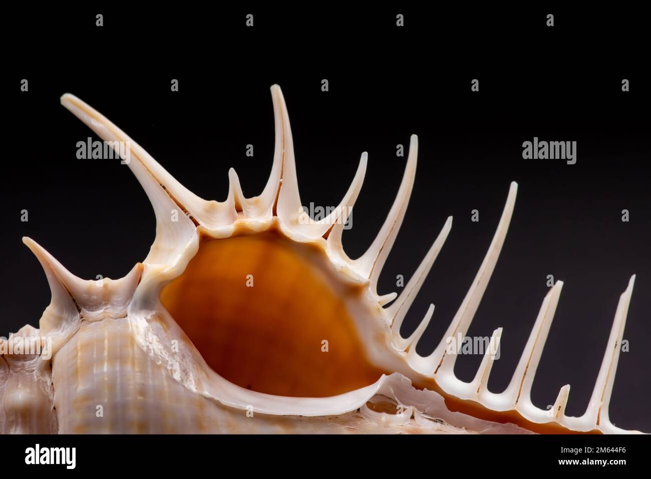 Seashell spikes hi-res stock photography and images - Alamy