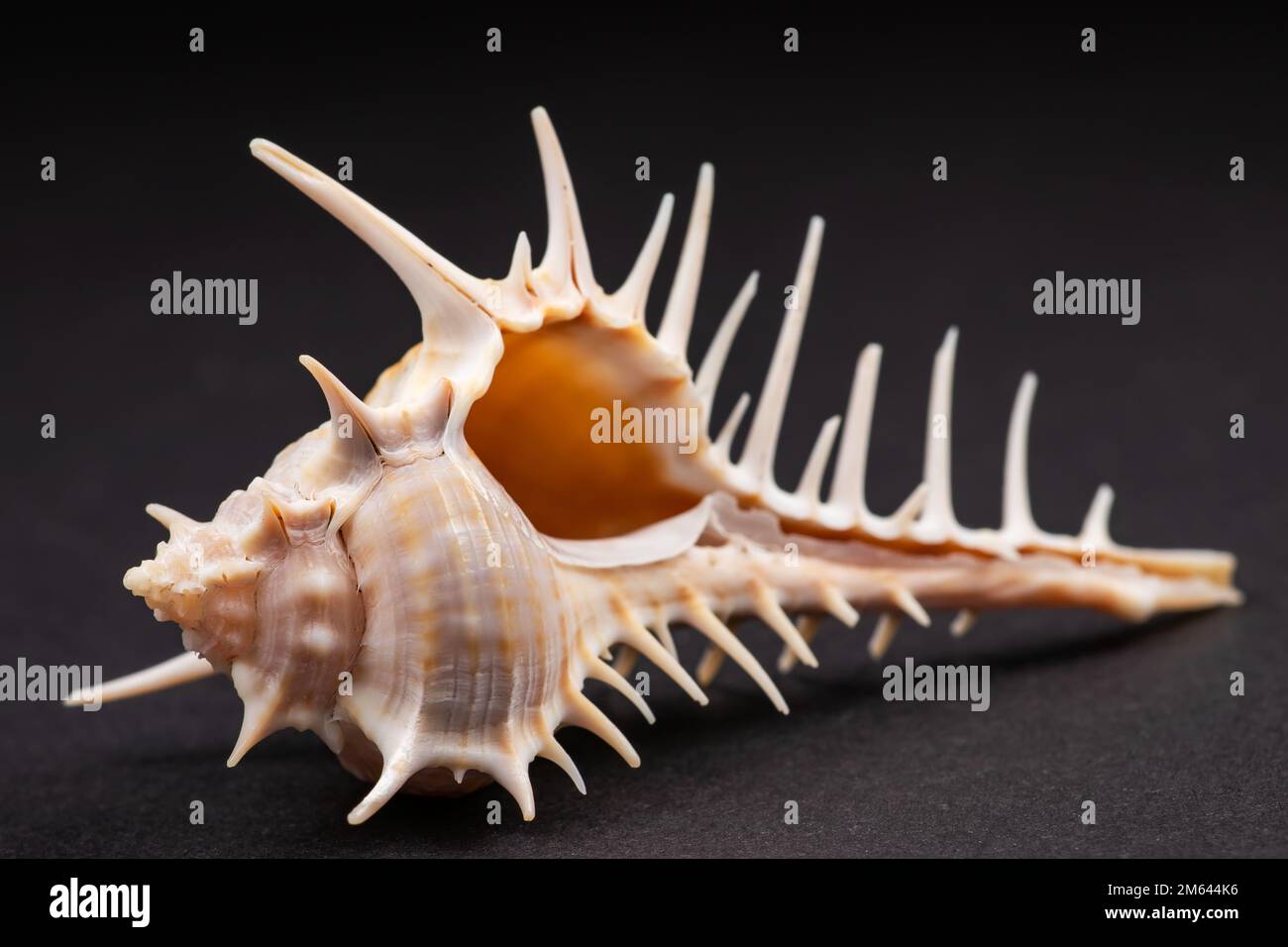 Empty shell overturned hi-res stock photography and images - Alamy