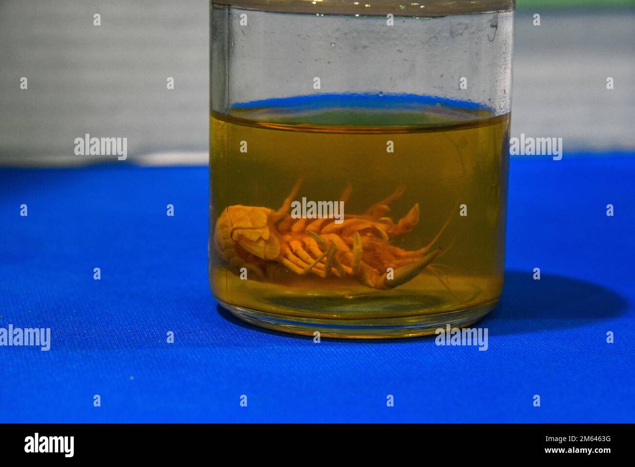 A crawfish is displayed in formalin at a Science, Technology, Engineering and Mathematics (STEM) fair, held at Altus High School, Altus, Oklahoma, March 30, 2022. Crawfish are considered benthic macroinvertebrates, or small aquatic animals with no backbone, which are studied to test water pollution. Stock Photo