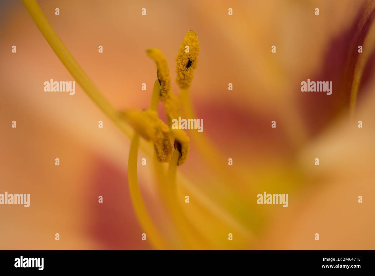 Close up on plant parts of a lily flower blossom Stock Photo