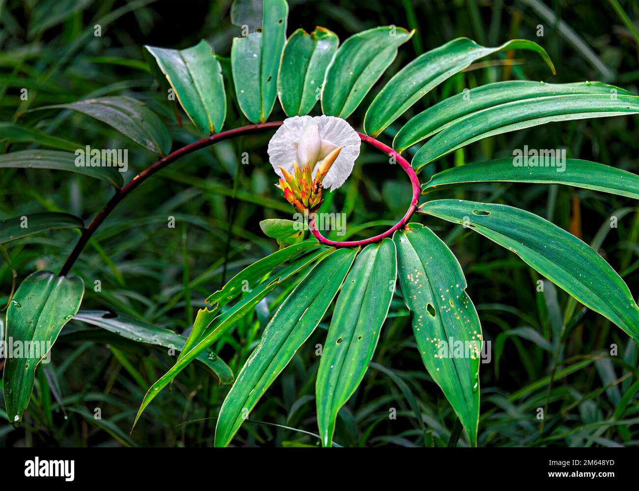 Beautiful blooming wild spiral ginger crepe flower with handkerchief-like petal. Stock Photo