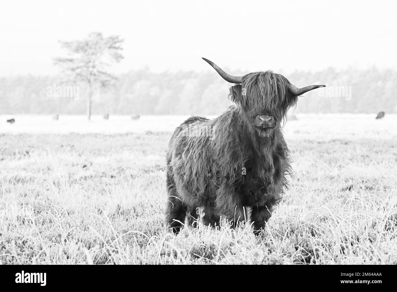 Young Scottish Highlander Cow Stock Photo