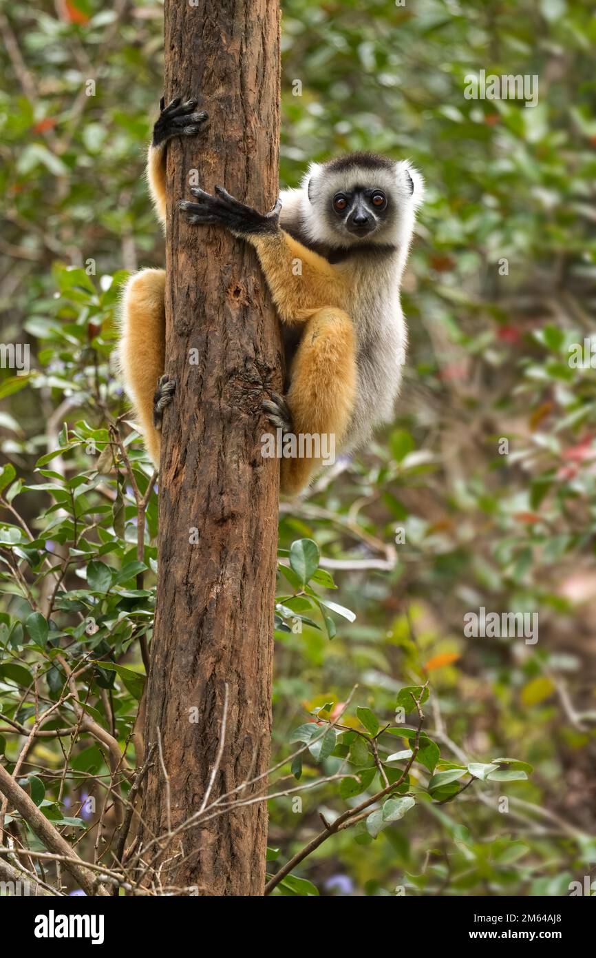 Diademed Sifaka - Propithecus diadema, east coast rain forest, Madagascar. Endangered lemur from Madagascar rain forest. Cute primate. Stock Photo