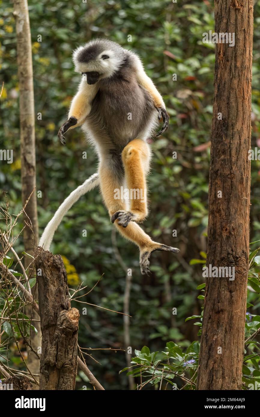 Diademed Sifaka - Propithecus diadema, east coast rain forest, Madagascar. Endangered lemur from Madagascar rain forest. Cute primate. Stock Photo