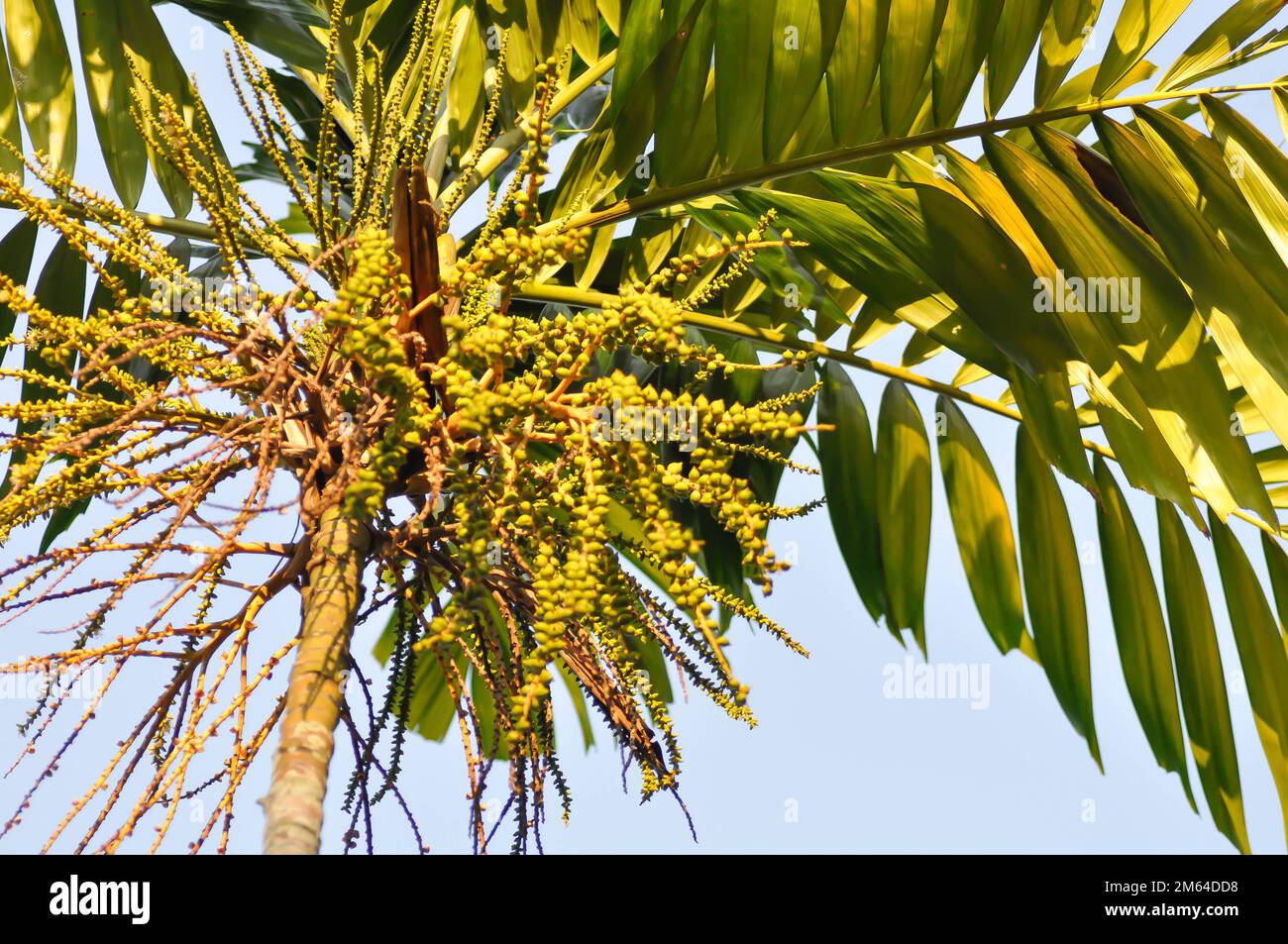 seed of betel palm or betel nut ,Areca palm or  Areca catechu Linn tree Stock Photo