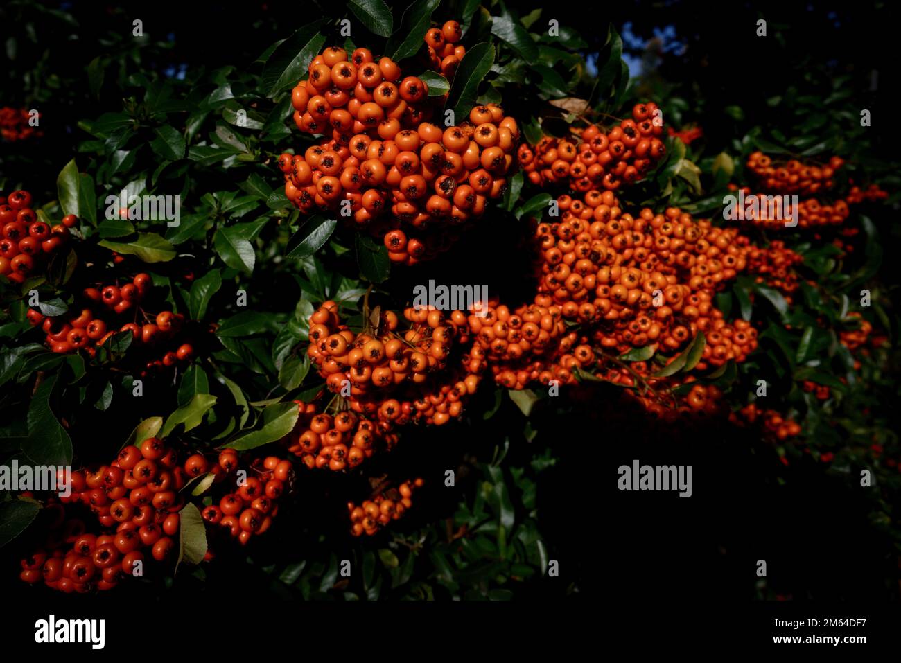 pyracantha coccinea small, bright red berries from scarlet firethorn at autumn Stock Photo