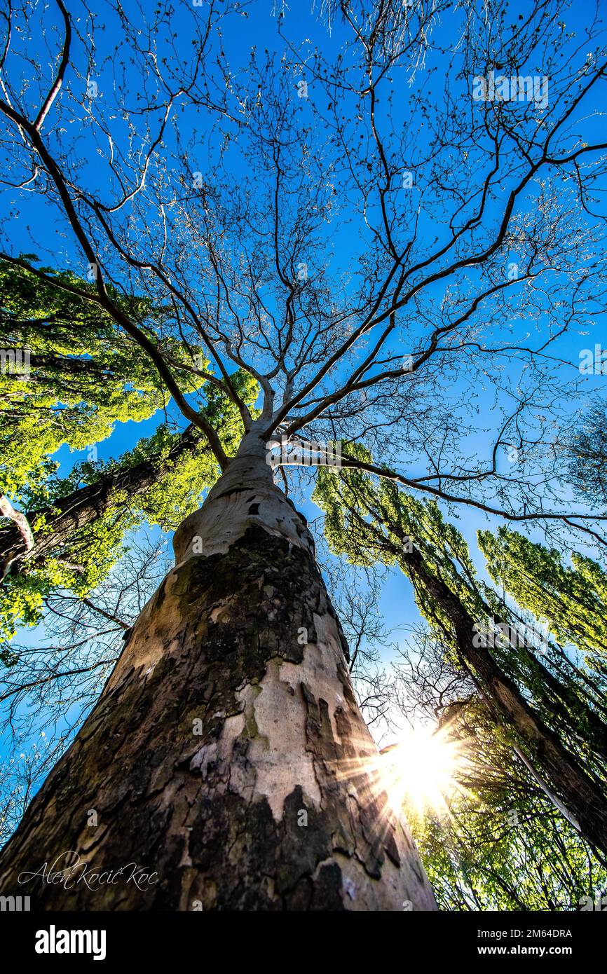 A vertical low angle shot of tall trees under a blue sky Stock Photo ...
