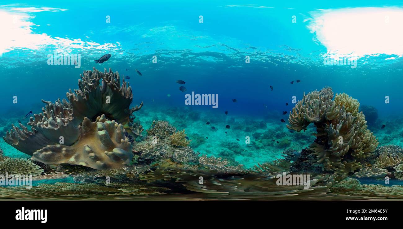 Virtual Reefs Coral reef underwater with fishes and marine life. Coral reef and ...