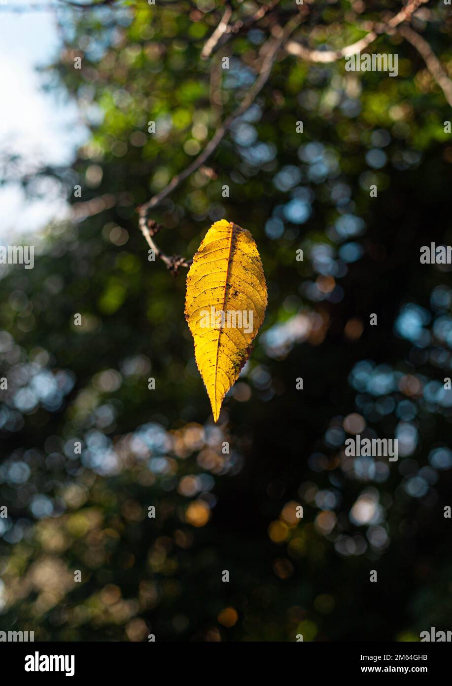 An isolated leaf. Stock Photo