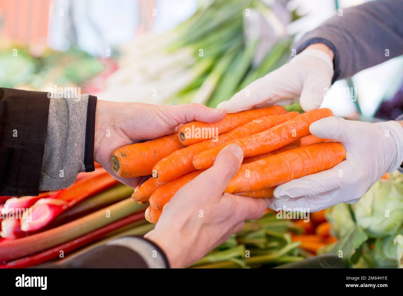 Hands handing over fresch orange carots on a local market of regional organic food in Germany Stock Photo