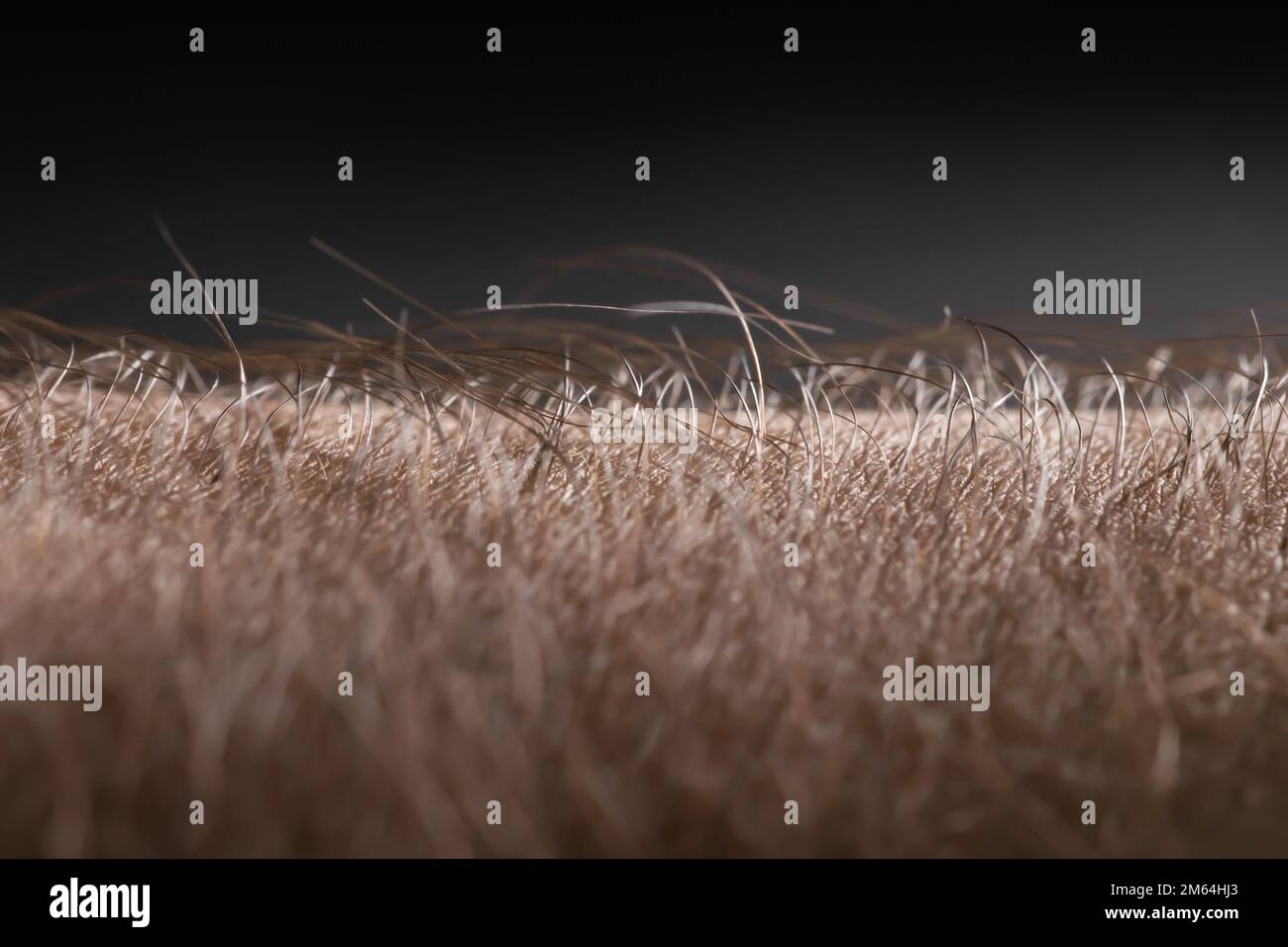 Woman with goose bumps on arm hires stock photography and images Alamy