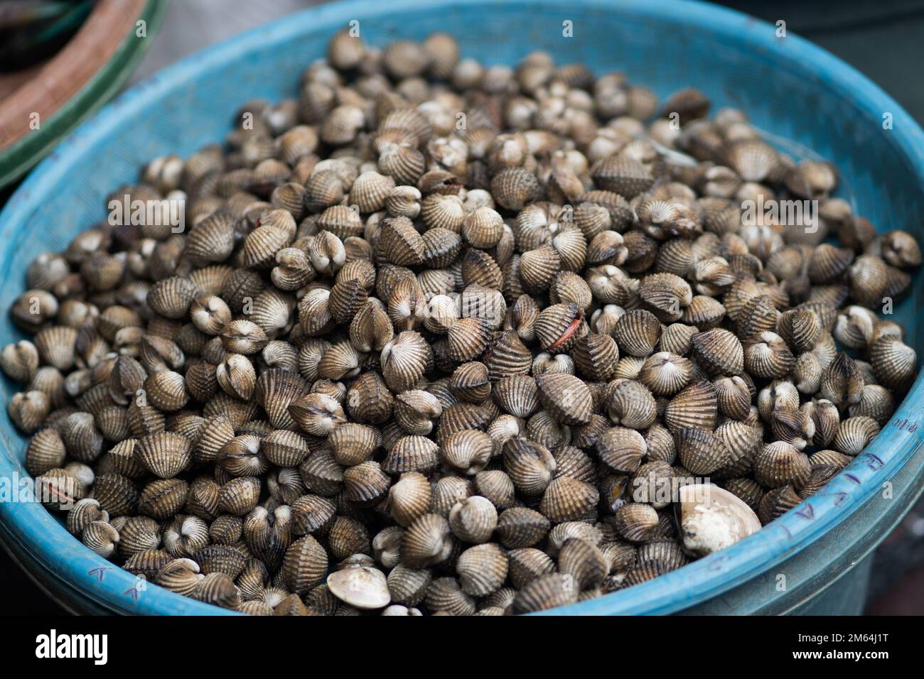 Clams in the plastic container sold in fish market. Stock Photo