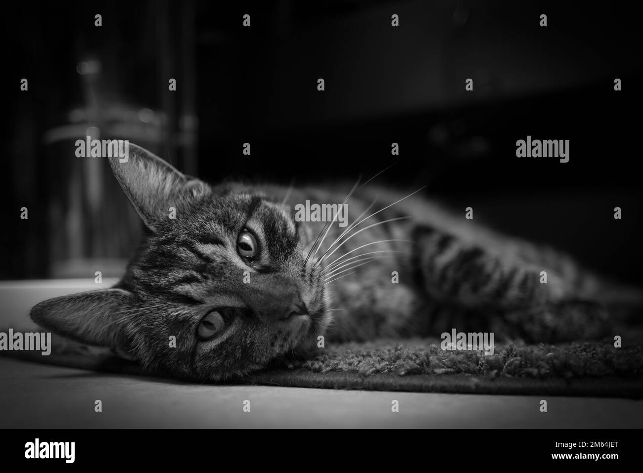 a portrait of a gray tabby domestic cat lying on the floor in black and ...