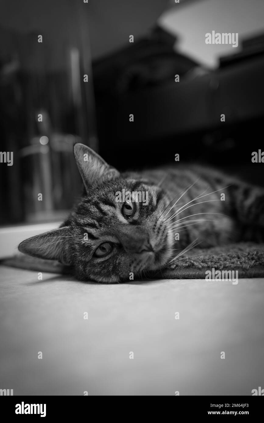 a portrait of a gray tabby domestic cat lying on the floor in black and