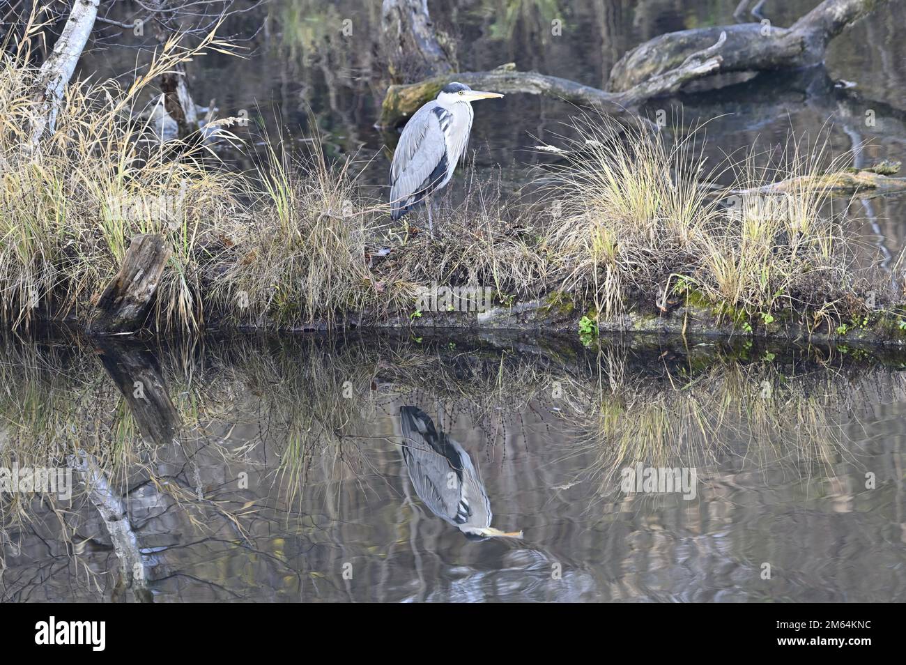 Gray Heron (Ardea cinerea) with reflection in the water Stock Photo