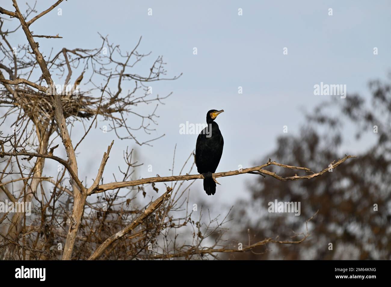 Cormorant (Phalacrocorax carbo) sitting on a branch Stock Photo