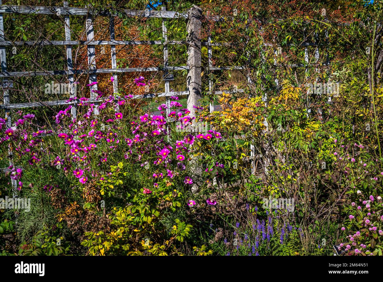 Cranford Rose Garden, Brooklyn Botanic Garden, founded in 1910,  New York City, USA Stock Photo