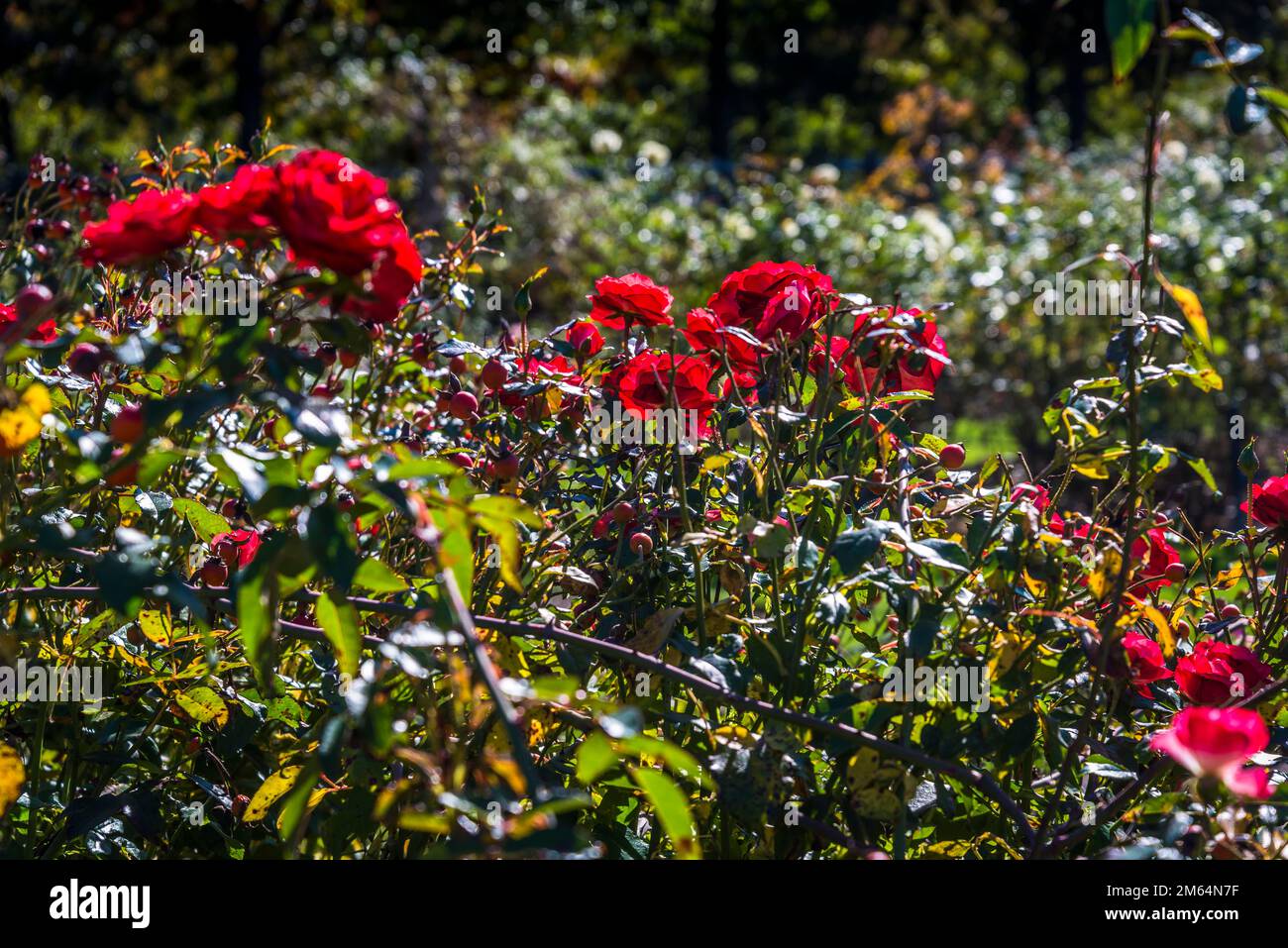 Rose Little Butterfly, Polyantha Rose, Cranford Rose Garden, Brooklyn Botanic Garden, founded in 1910,  New York City, USA Stock Photo