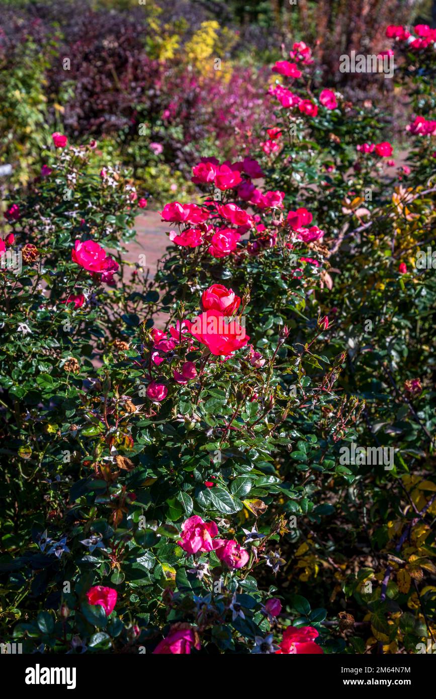 Cranford Rose Garden, Brooklyn Botanic Garden, founded in 1910,  New York City, USA Stock Photo