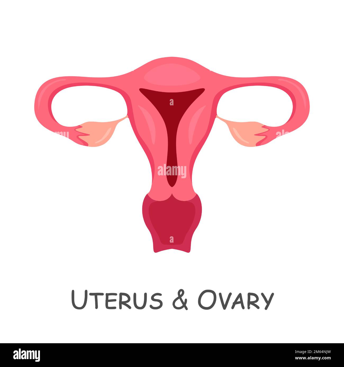 Uterus and ovaries of human . Cartoon design . Isolated . Vector . Stock Vector