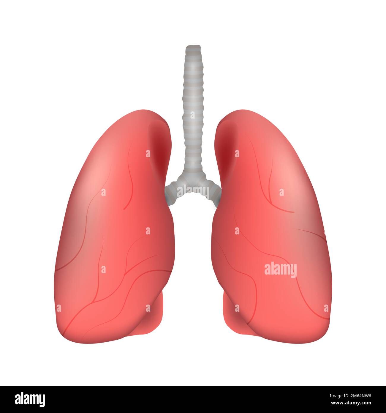 Lung of human . Respiratory system . Realistic design . Isolated . Vector illustration . Stock Vector