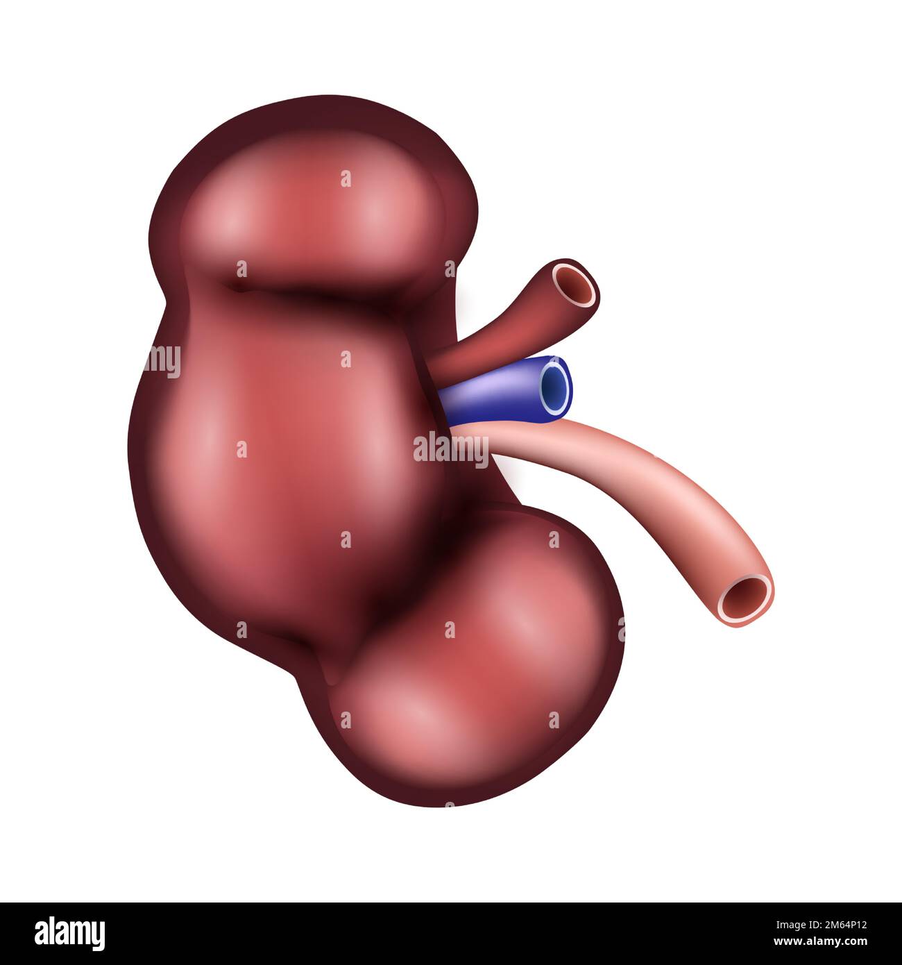 Kidney of human . Urological system . Realistic design . Isolated . Vector illustration . Stock Vector