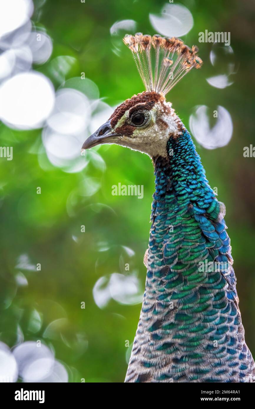 Blue peacocks are among the largest of all birds that fly. Stock Photo