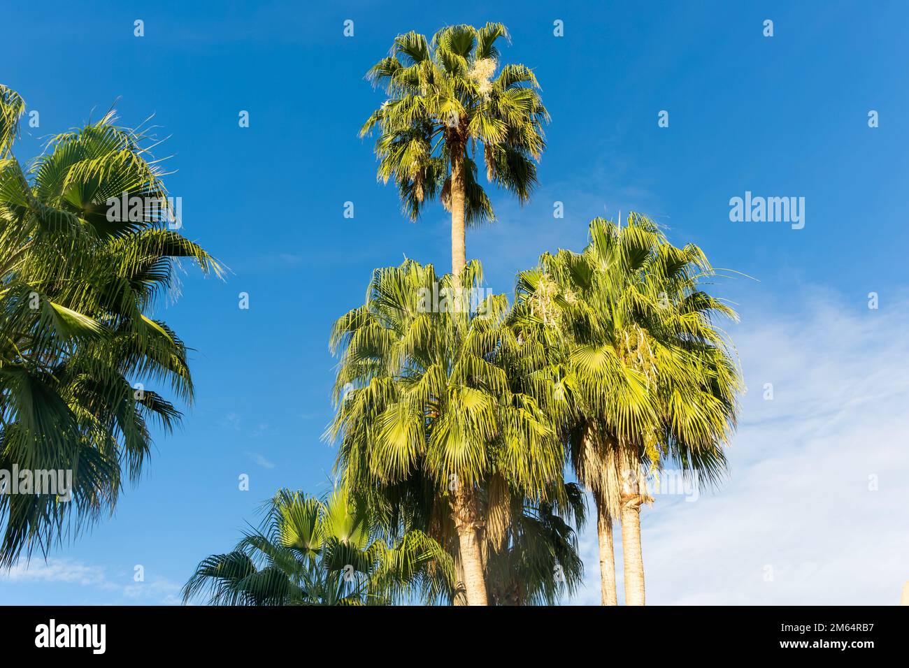 Tall date palm trees "Phoenix dactylifera" against blue sky, Taroudant, Sous Valley, Morocco