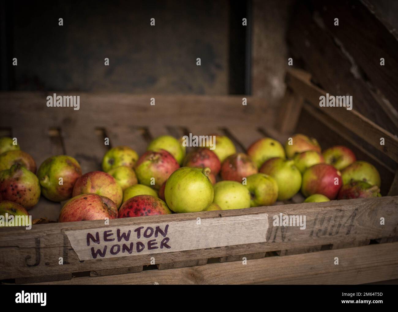 Newton Wonder Apple Harvest Stock Photo