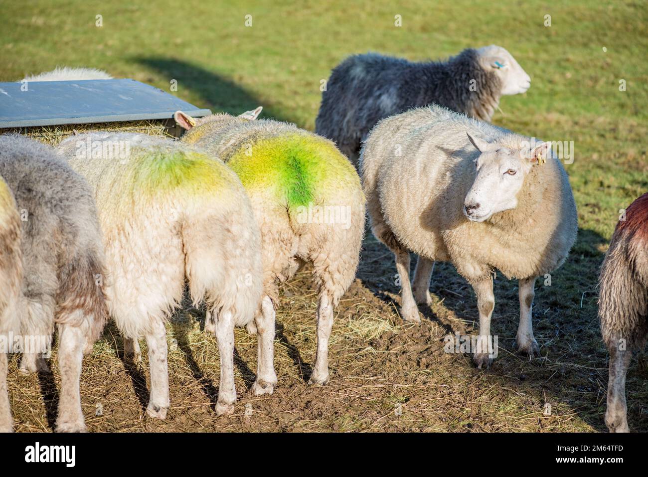 Mixture of sheep breeds including Herdwicks feeding from a hay feeding station out in a field in Yorkshire Stock Photo