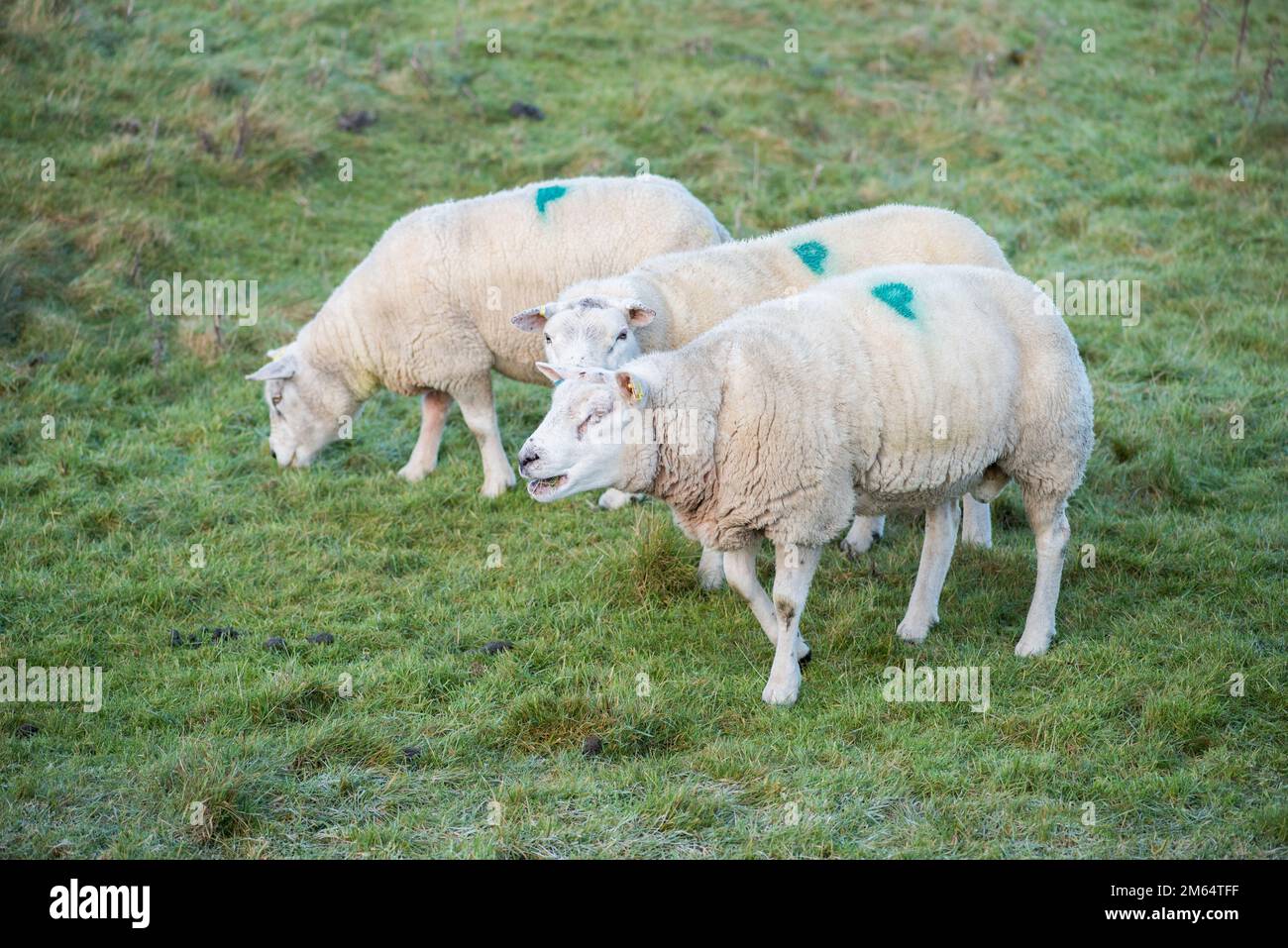 Texel sheep (tups) in early January kept as a small group together  after their use in the  autumn breeding season. Stock Photo