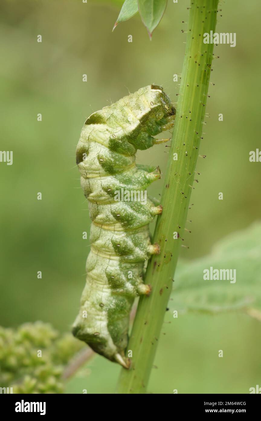 Natural closeup on the caterpillar of the Dot owlet moth, Melanchra persicariae sitting on Saliw, Willow Stock Photo