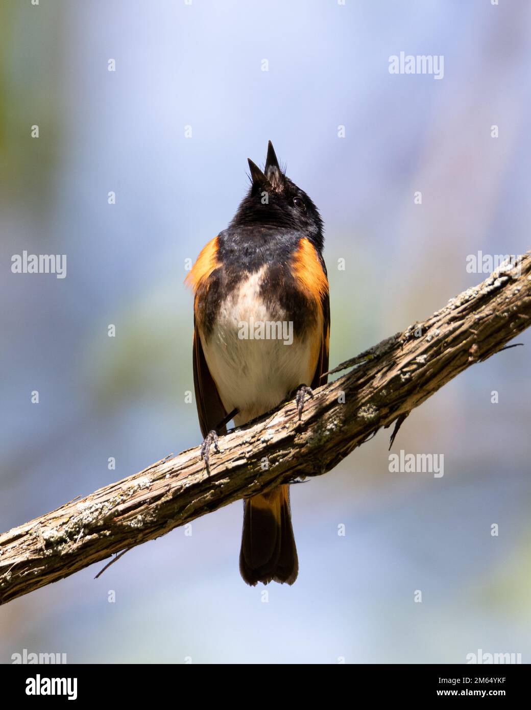 Male American Redstart singing on tree branch Stock Photo