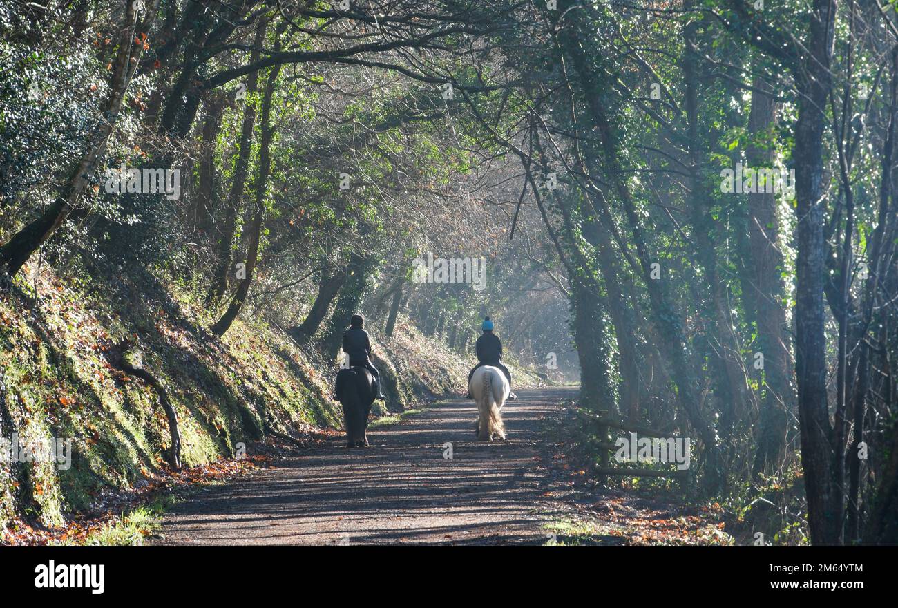 Wadebridge, Cornwall, UK. 2nd January 2023. UK Weather. Horse walkers and bike riders were out on the camel trail from Wadebridge to Bodmin this afternoon, making the most of the bank holiday sunshine in Cornwall. Credit Simon Maycock / Alamy Live News. Stock Photo