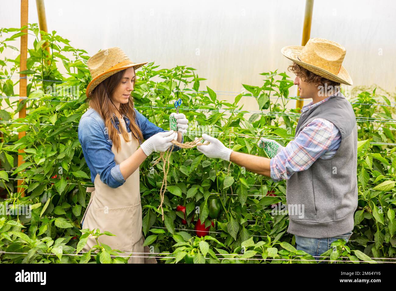 Two agronomists preparing to tie vegetable crops in a hothouse Stock Photo