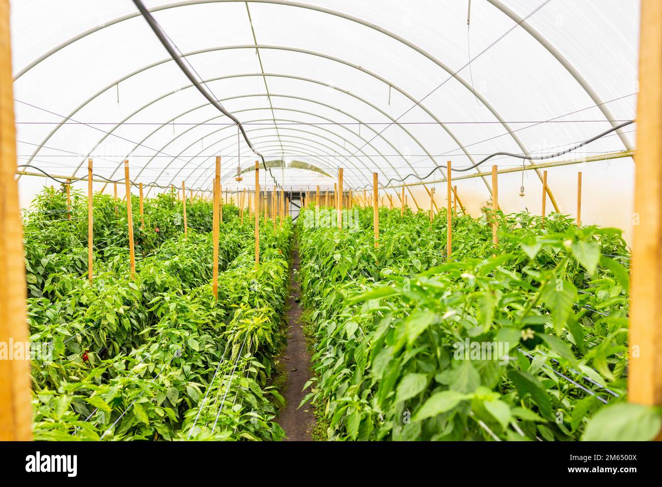 Modern hothouse with numerous organic agricultural crops Stock Photo